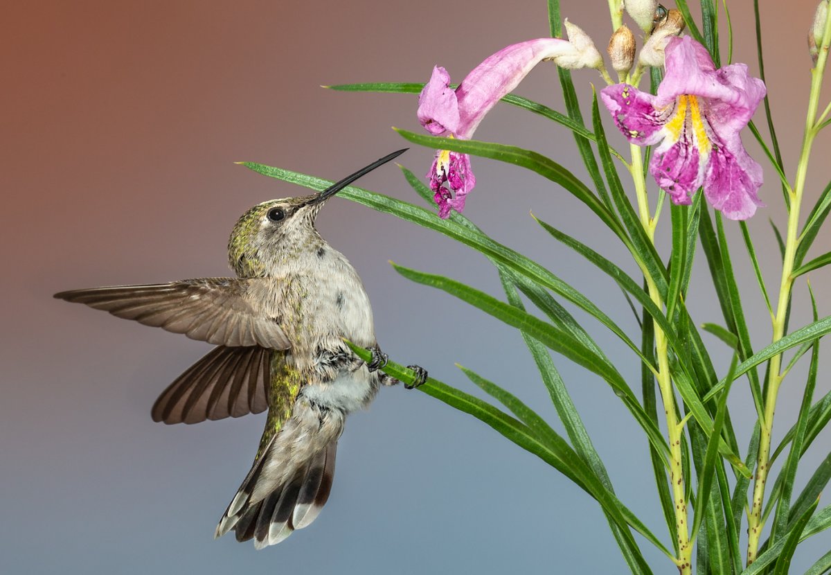 Black-chinned Hummingbird-194-Edit.jpg