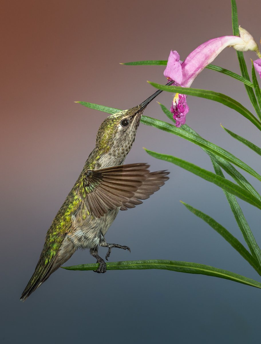 Black-chinned Hummingbird-198.jpg