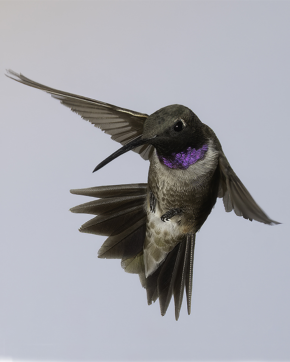 Black-chinned Hummingbird III.jpg