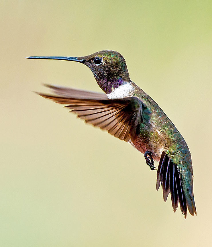 Black-chinned Hummingbird.jpg