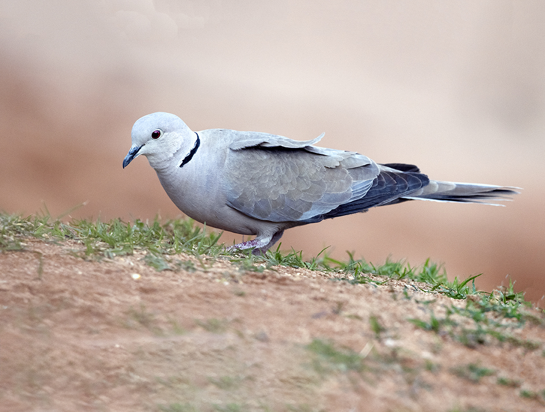 Black-collared Dove.jpg