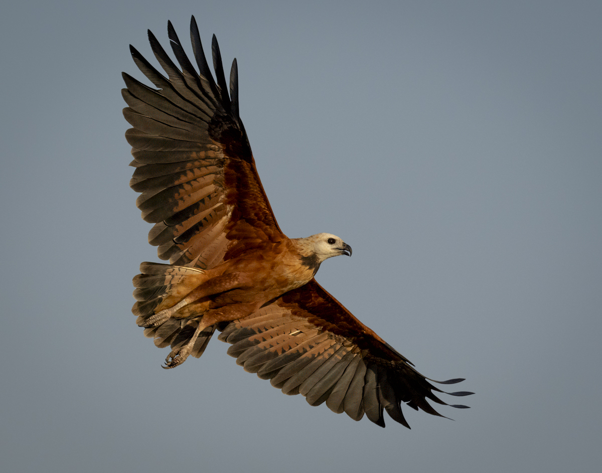 Black-collared Hawk-09607-Edit.jpg