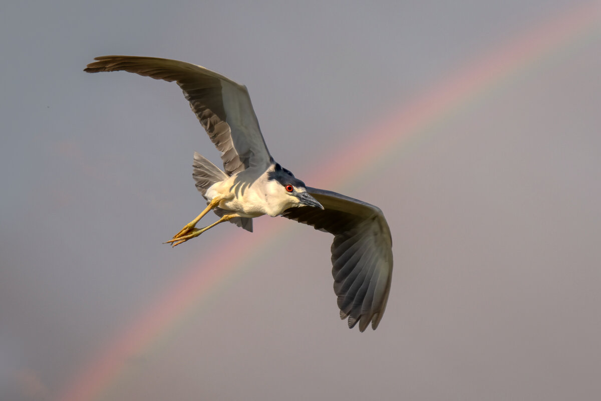 Black-crowned night heron-00132-Edit.jpg