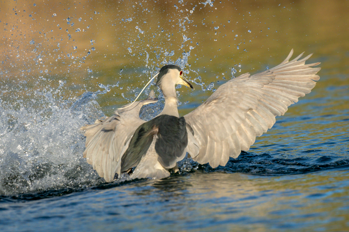 Black-crowned night heron-01819-Edit.png
