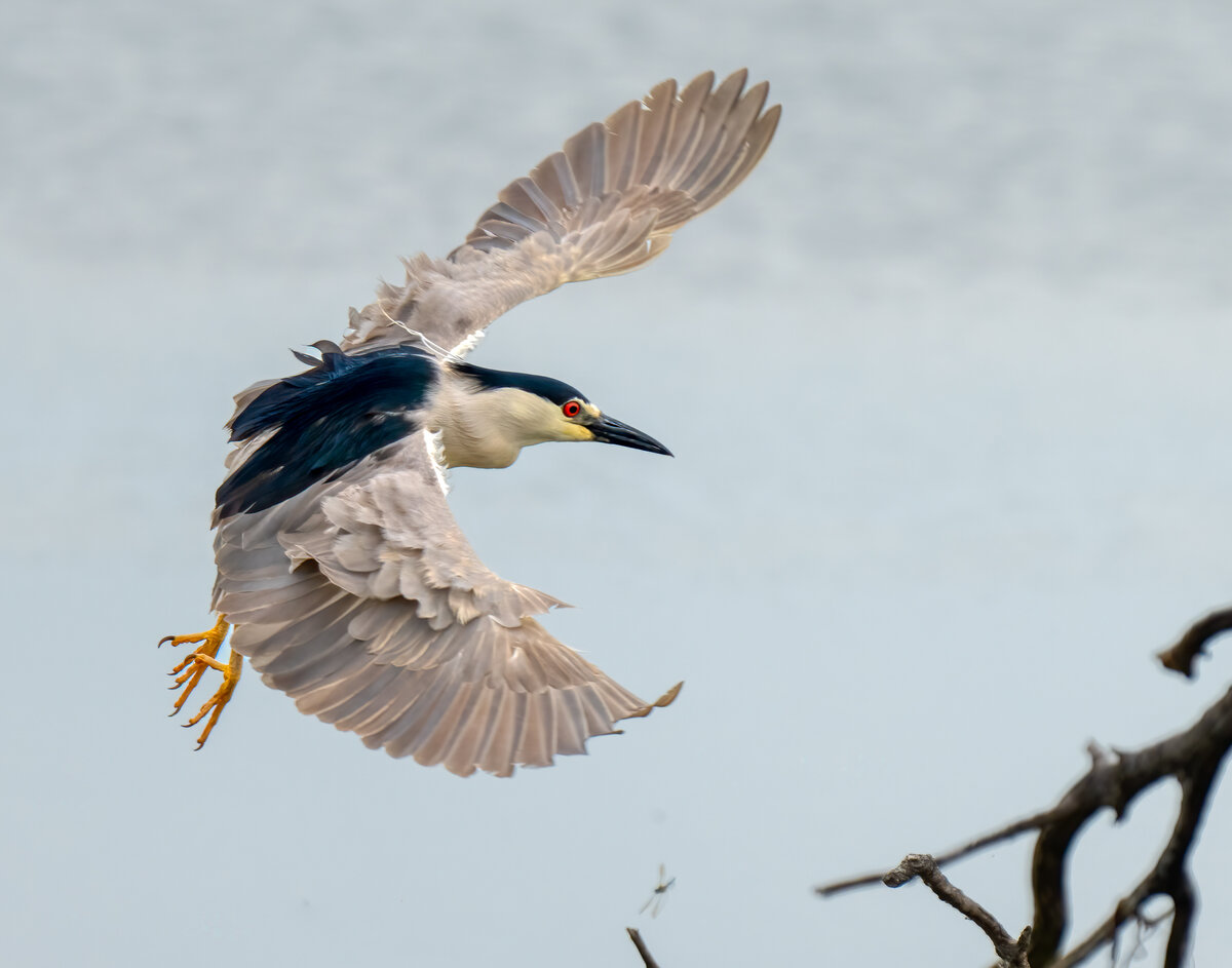 Black-crowned Night-Heron-08582-Edit.jpg