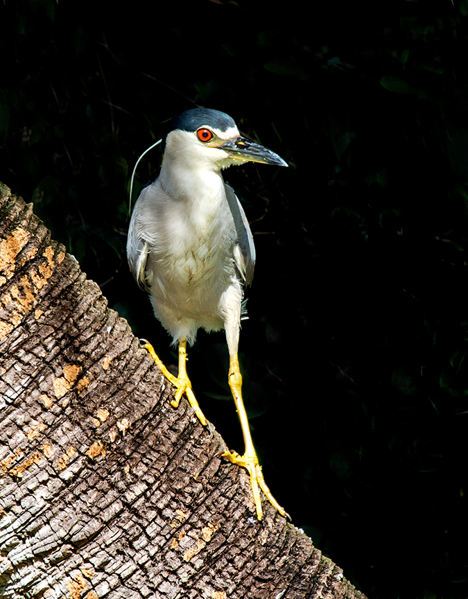black-crowned night heron (1 of 1).jpg
