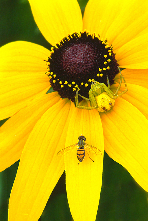 black-eyed susan.jpg
