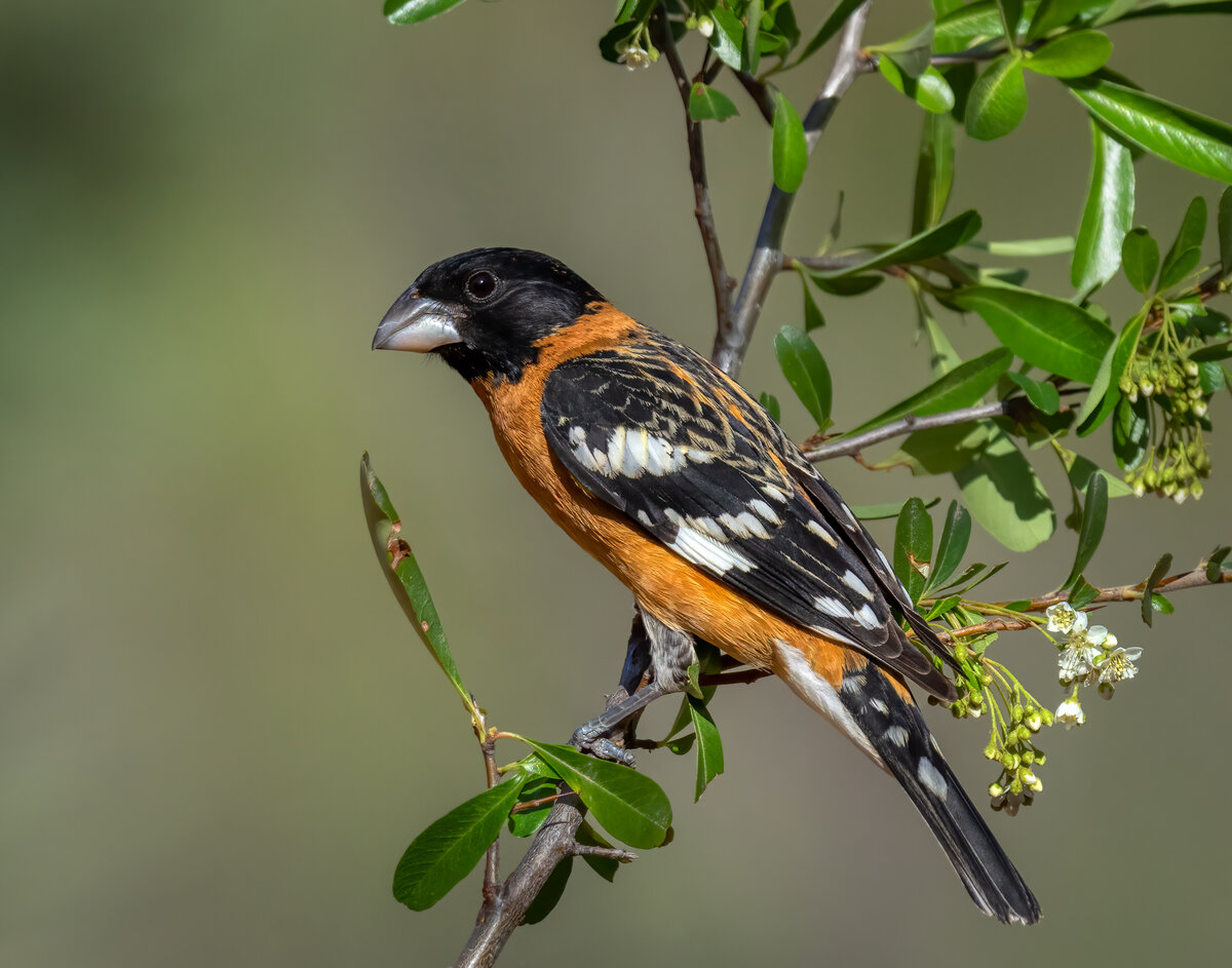 Black-headed grosbeak-02387-Edit.jpg