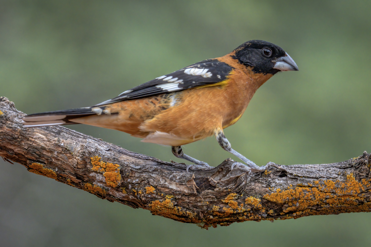 Black-headed Grosbeak-09299-Edit.jpg