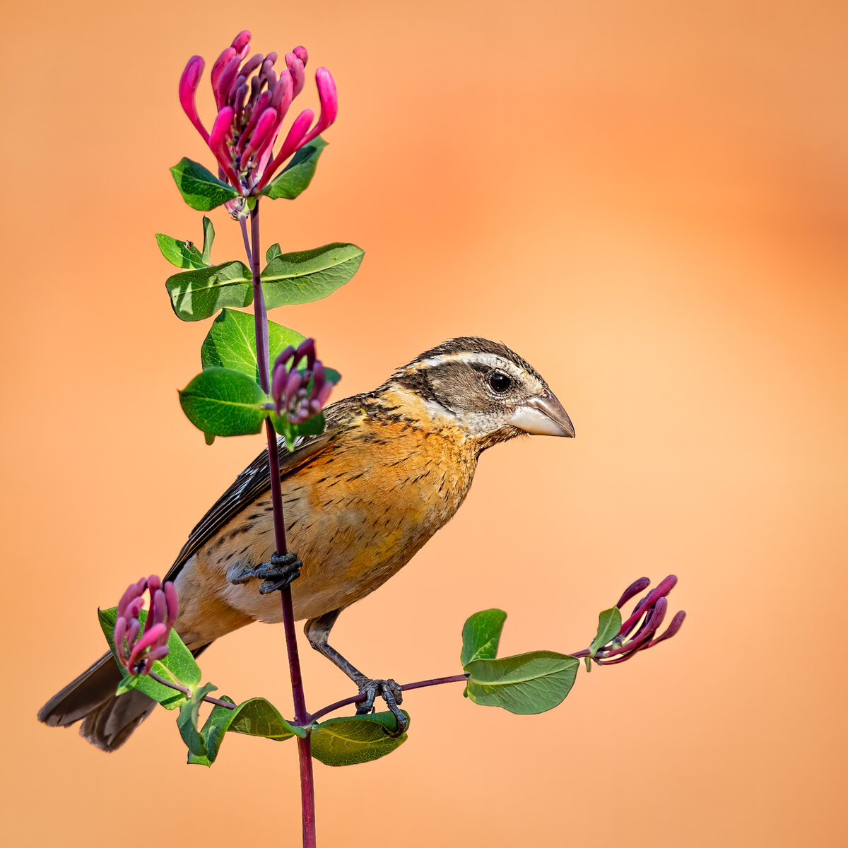 Black-headed grosbeak-1095-Edit.jpg