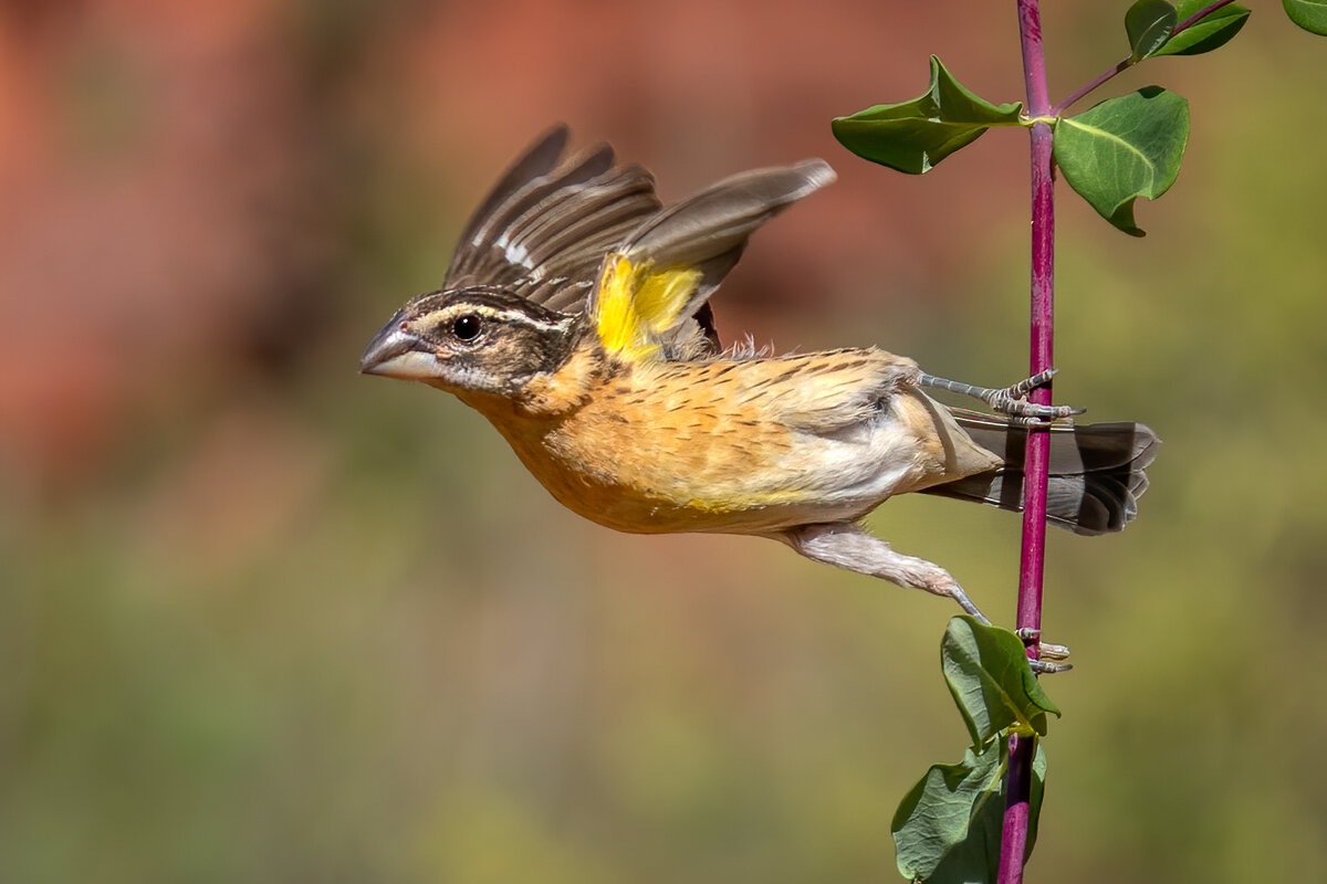 Black-headed grosbeak-1739-Edit.jpg