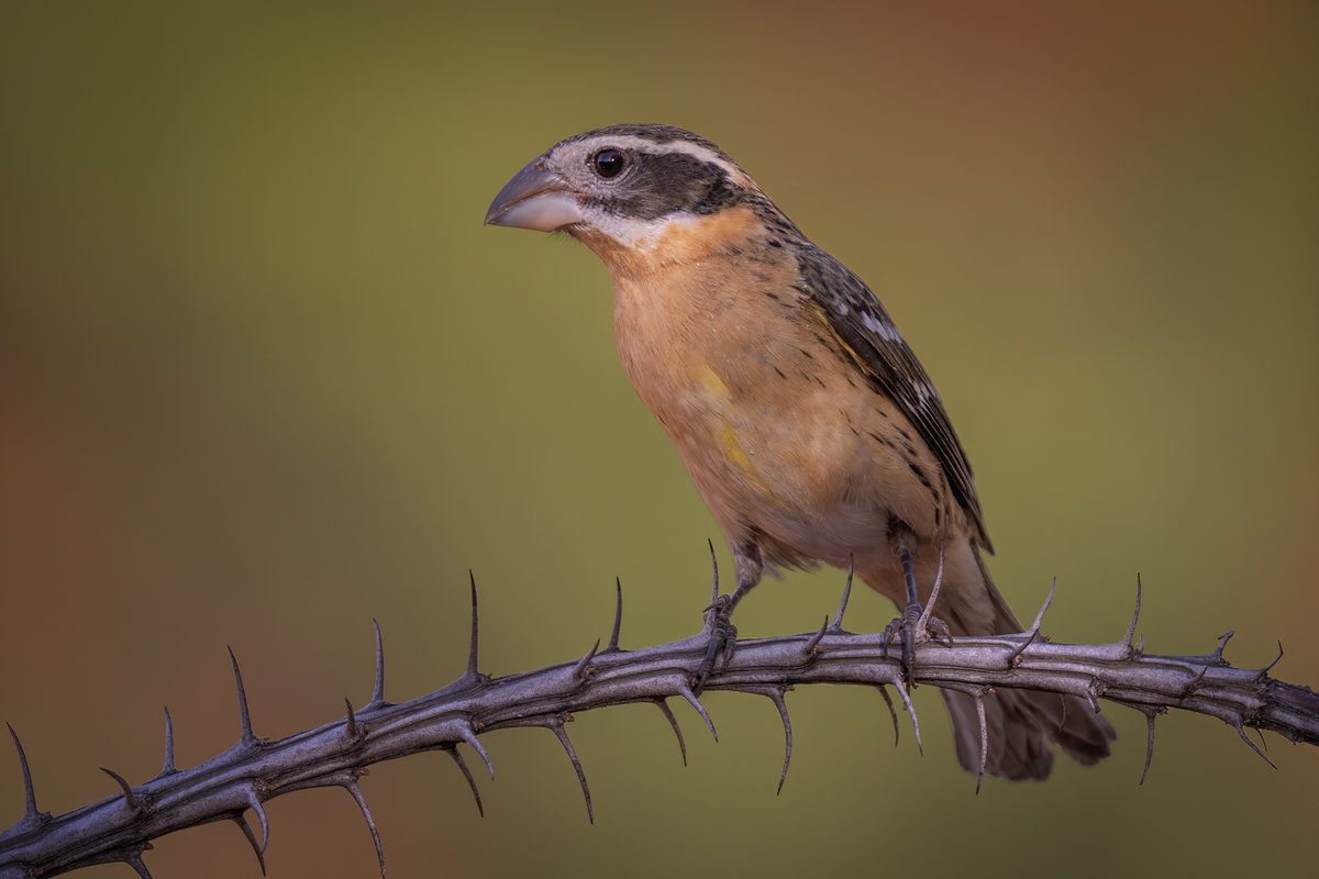 Black-headed grosbeak-8273-Edit.jpg