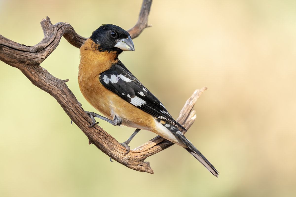 Black-headed grosbeak-8305-Edit.jpg