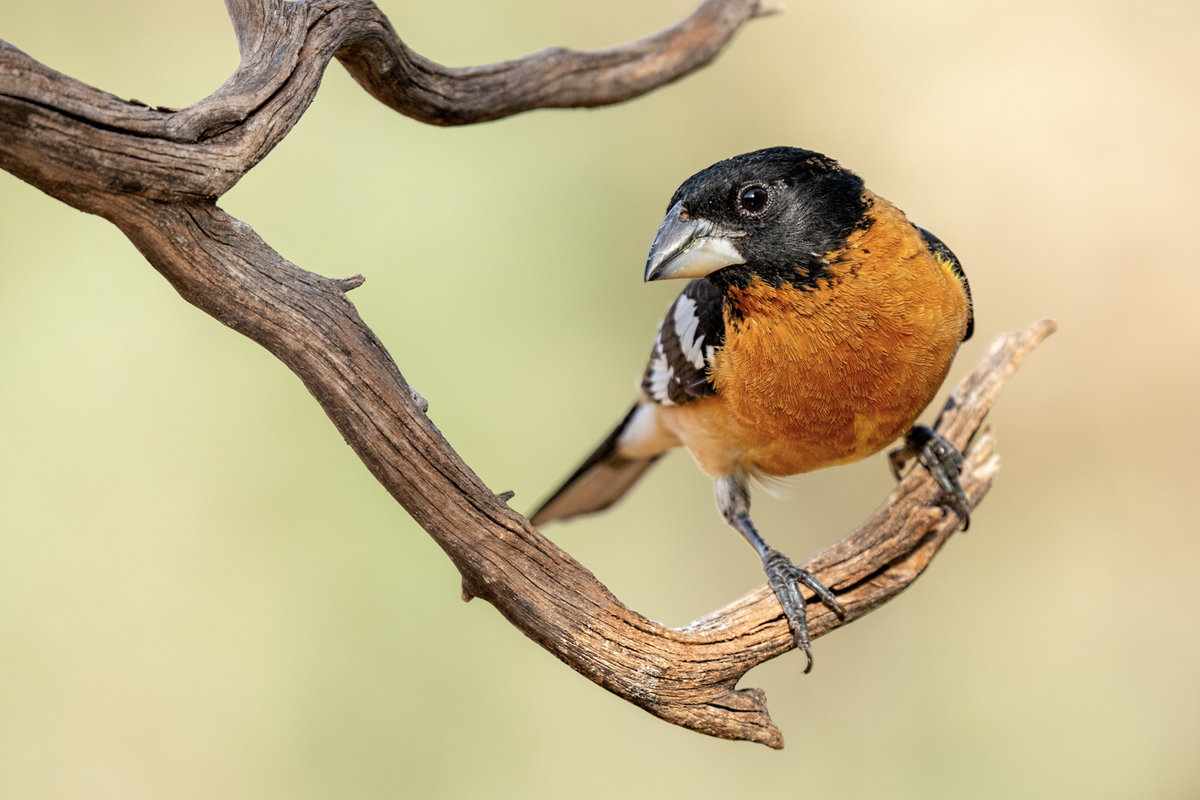 Black-headed grosbeak-8334-Edit.jpg
