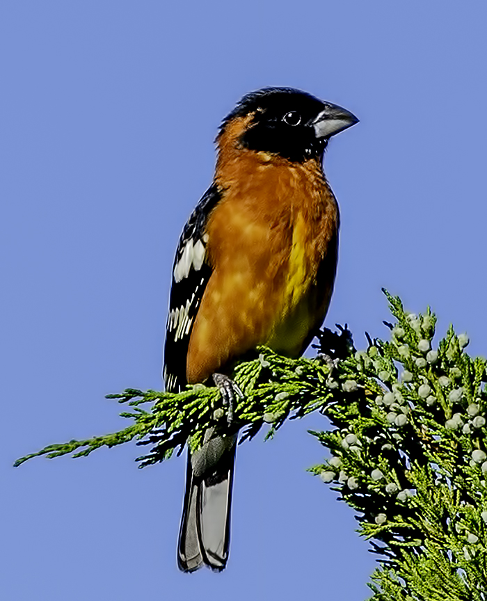Black-headed Grosbeak III.jpg