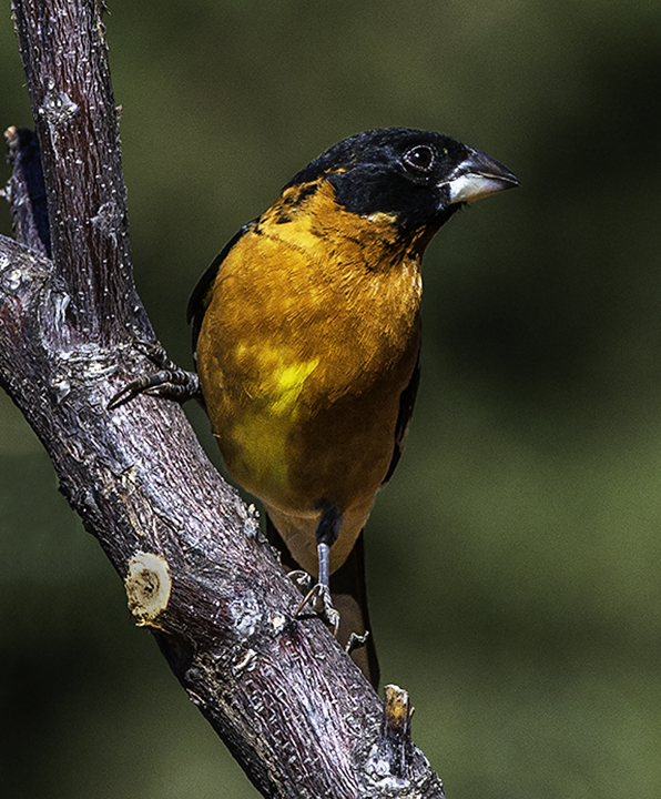 Black-headed Grosbeak.jpg