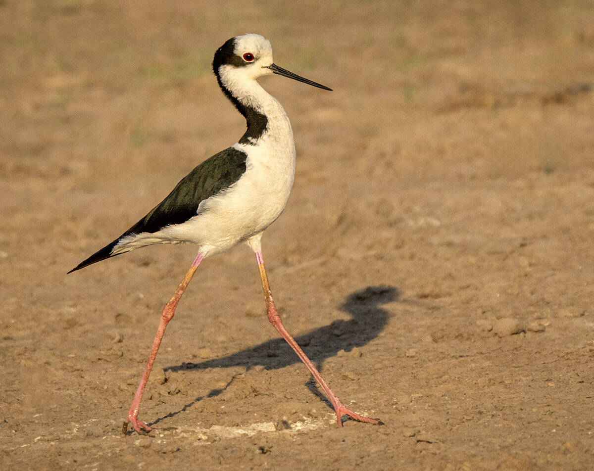 Black-necked Stilt , Brazil.jpg