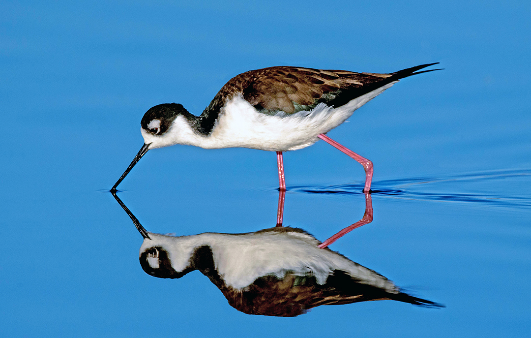 Black-necked Stilt.jpg
