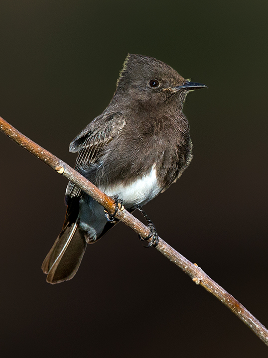 Black Phoebe (1 of 1)-2.jpg