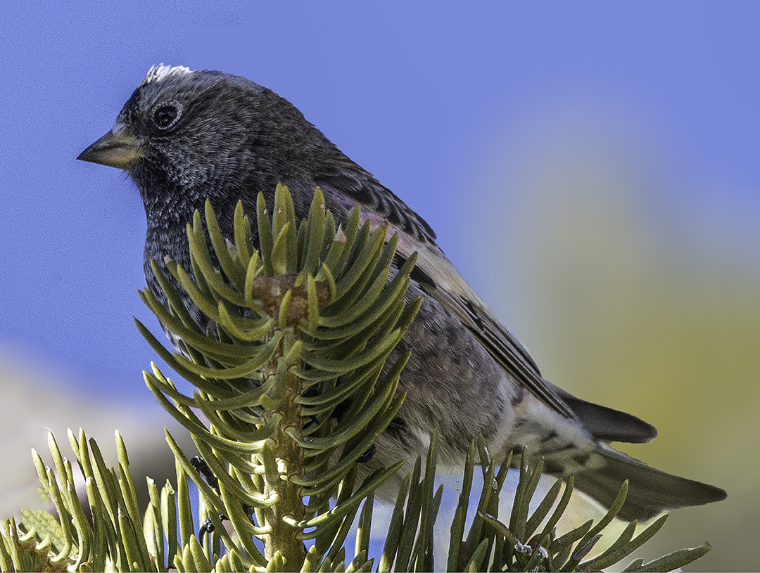 Black Rosey Finch, Sandia Crest, NM II.jpg