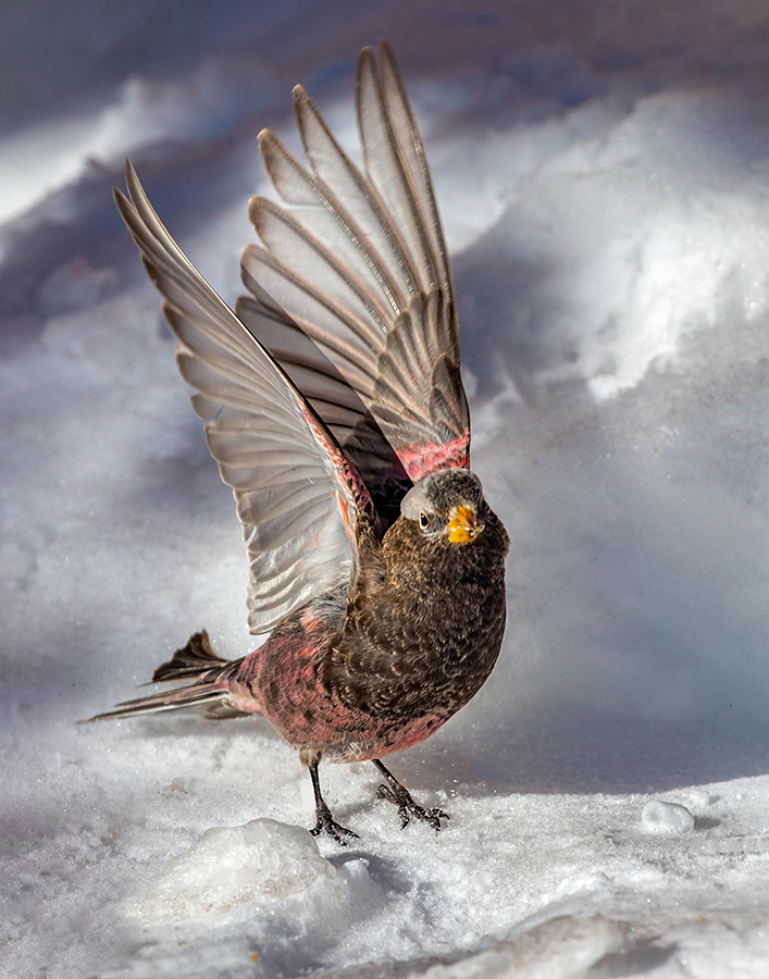 Black-rosy finch 900.jpg