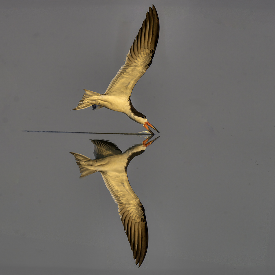 Black Skimmer-07624.jpg