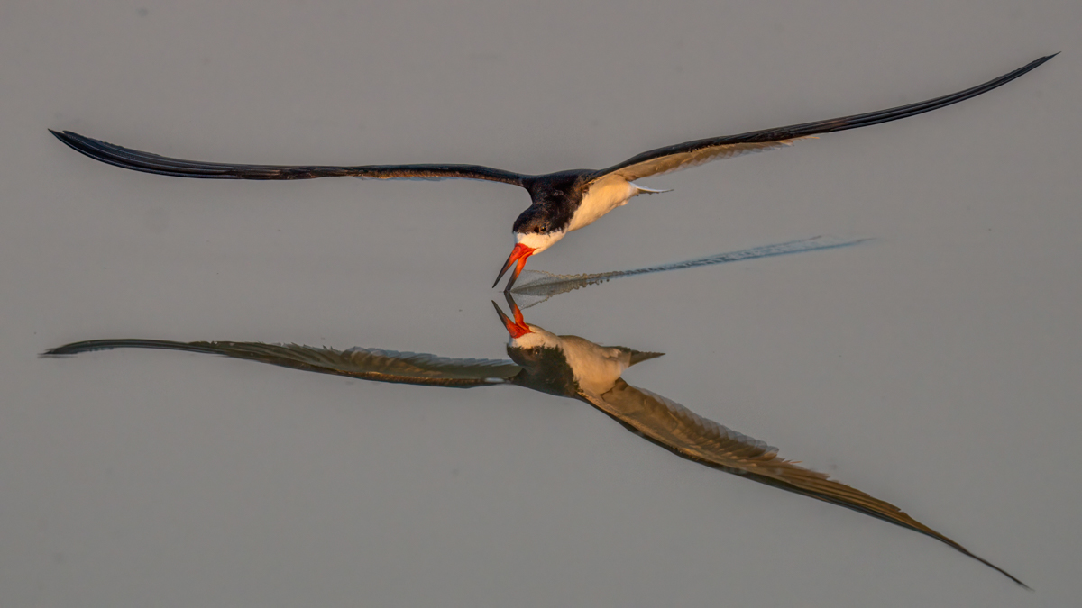 Black Skimmer-07745-Edit.jpg