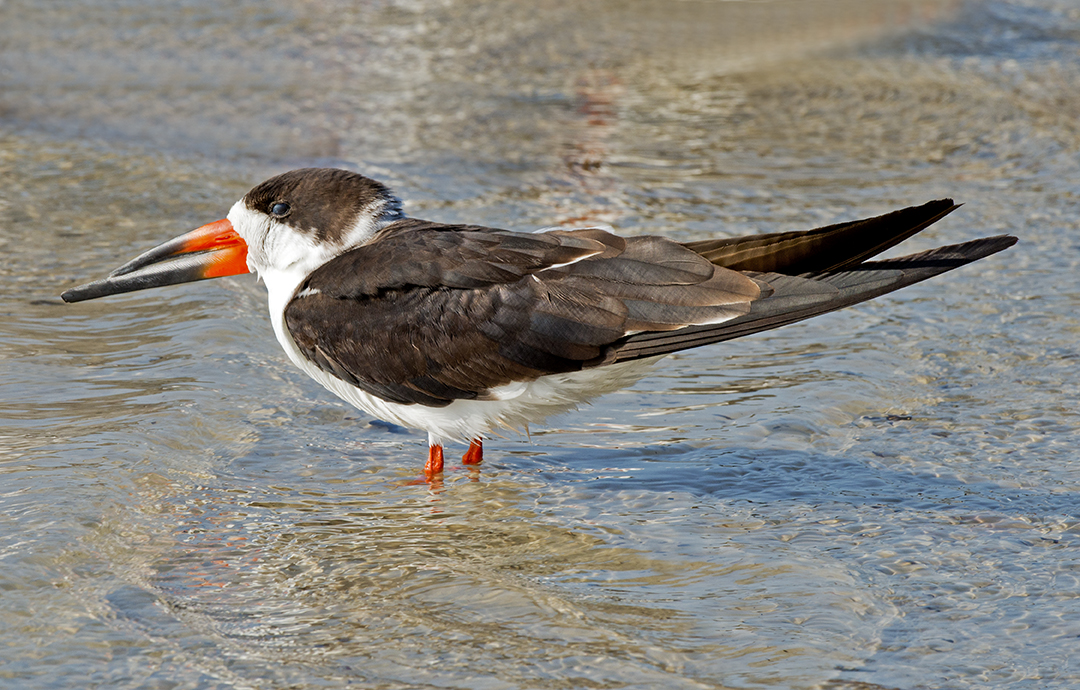 Black Skimmer.jpg
