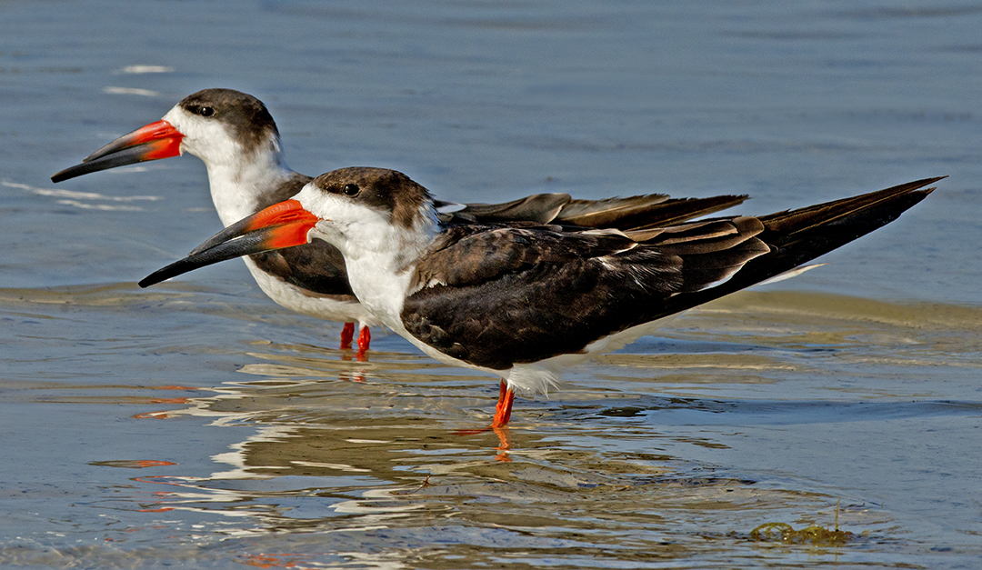 Black Skimmers resting.jpg