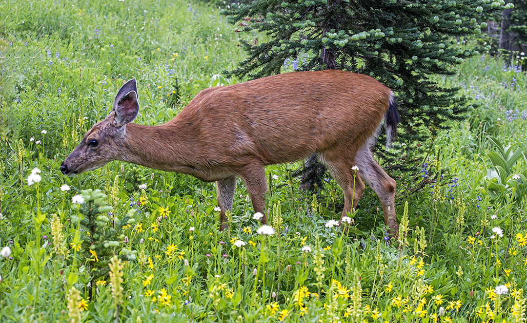 black-tailed deer (1 of 1).jpg