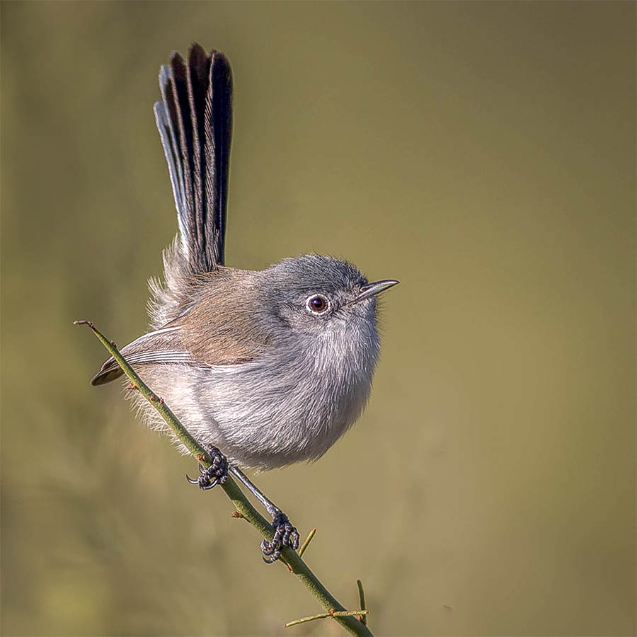 Black-tailed Gnatcatcher.jpg