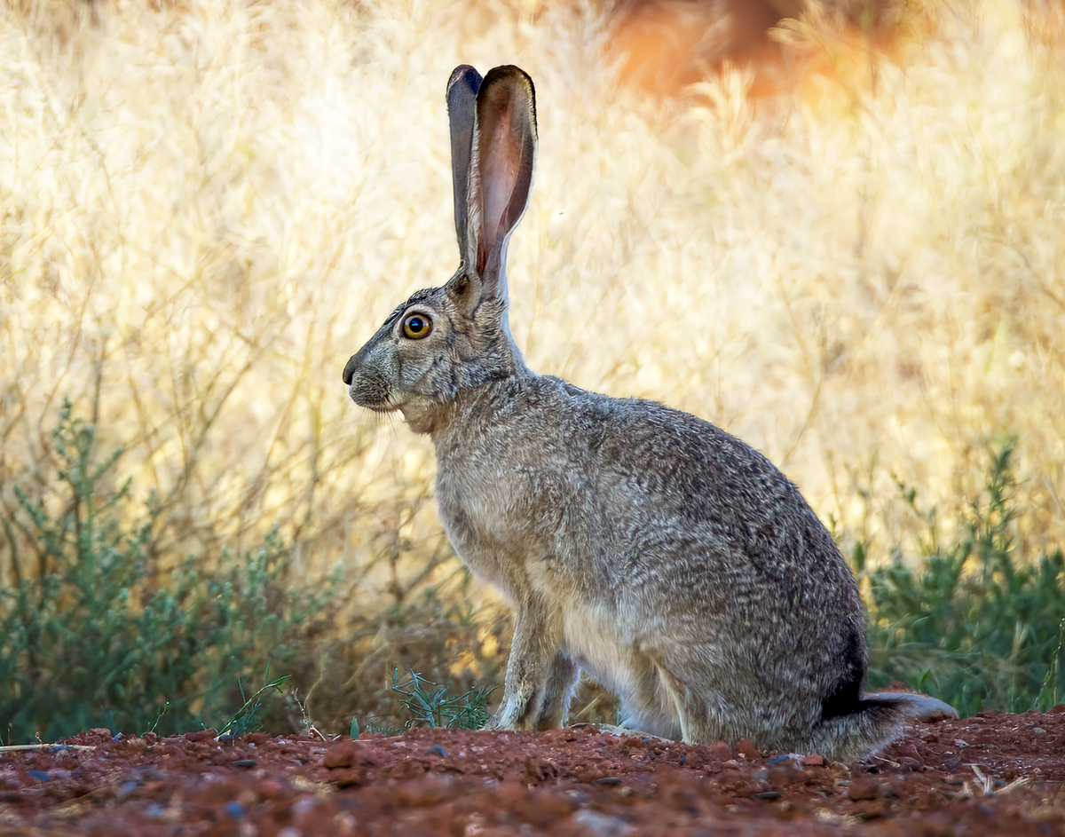 Black-tailed Jackrabbit.png