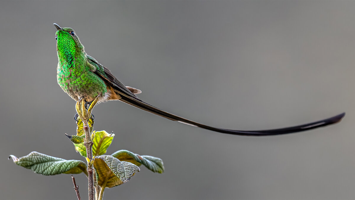 Black-tailed trainbearer copy.jpg