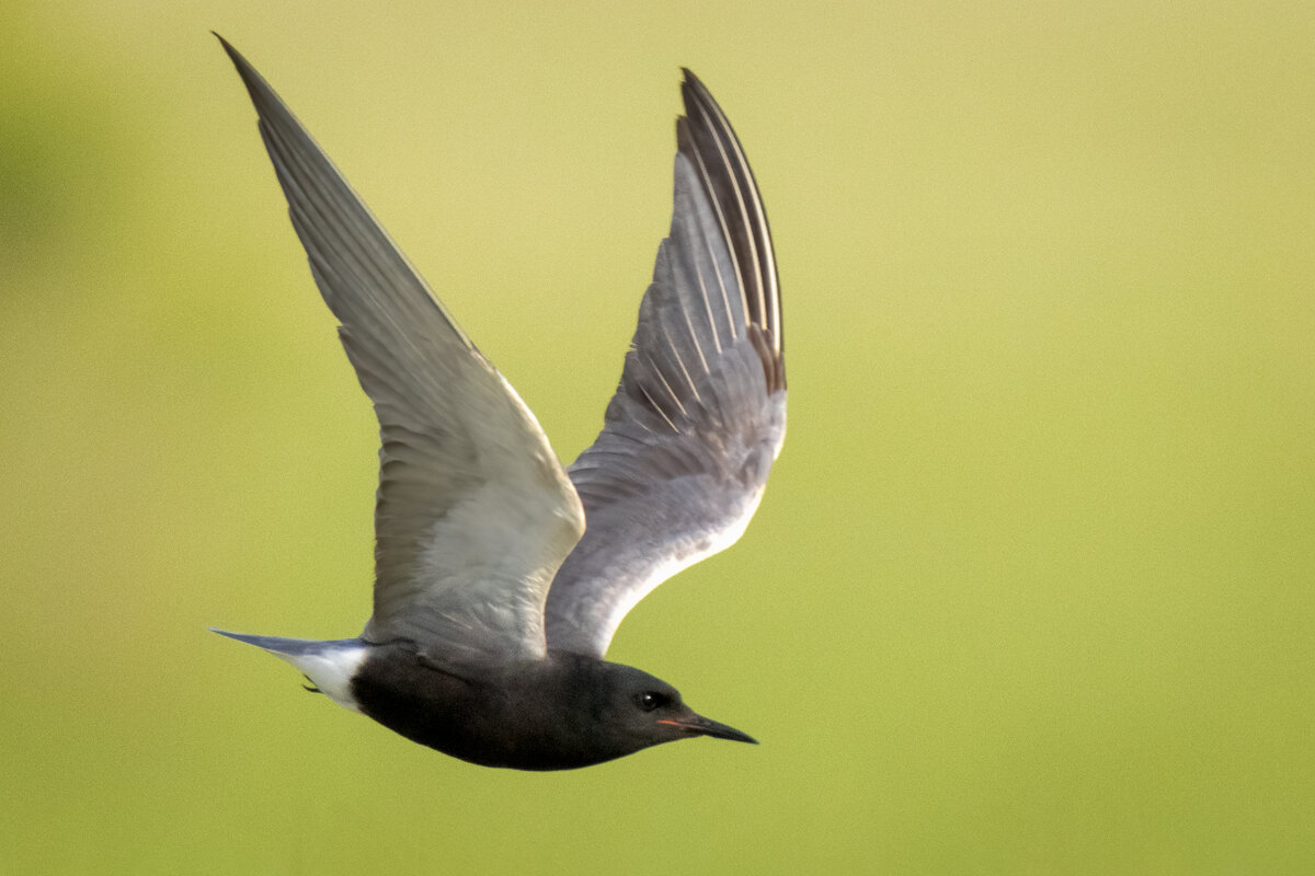 Black Tern-09977-Edit.jpg