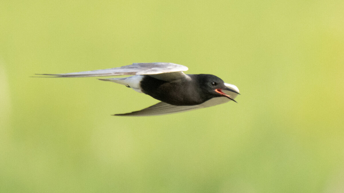 Black Tern-09979.jpg