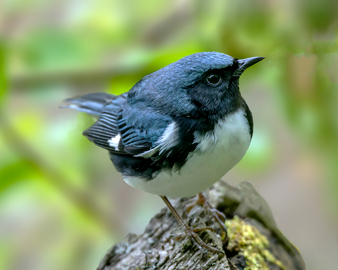 Black-throated Blue Warbler 2.jpg