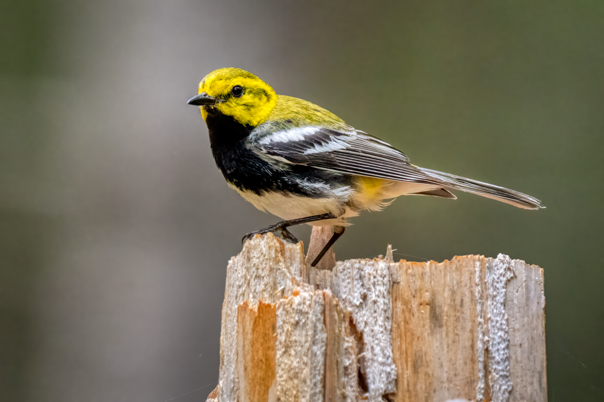 Black-throated green warbler-01854-Edit.png