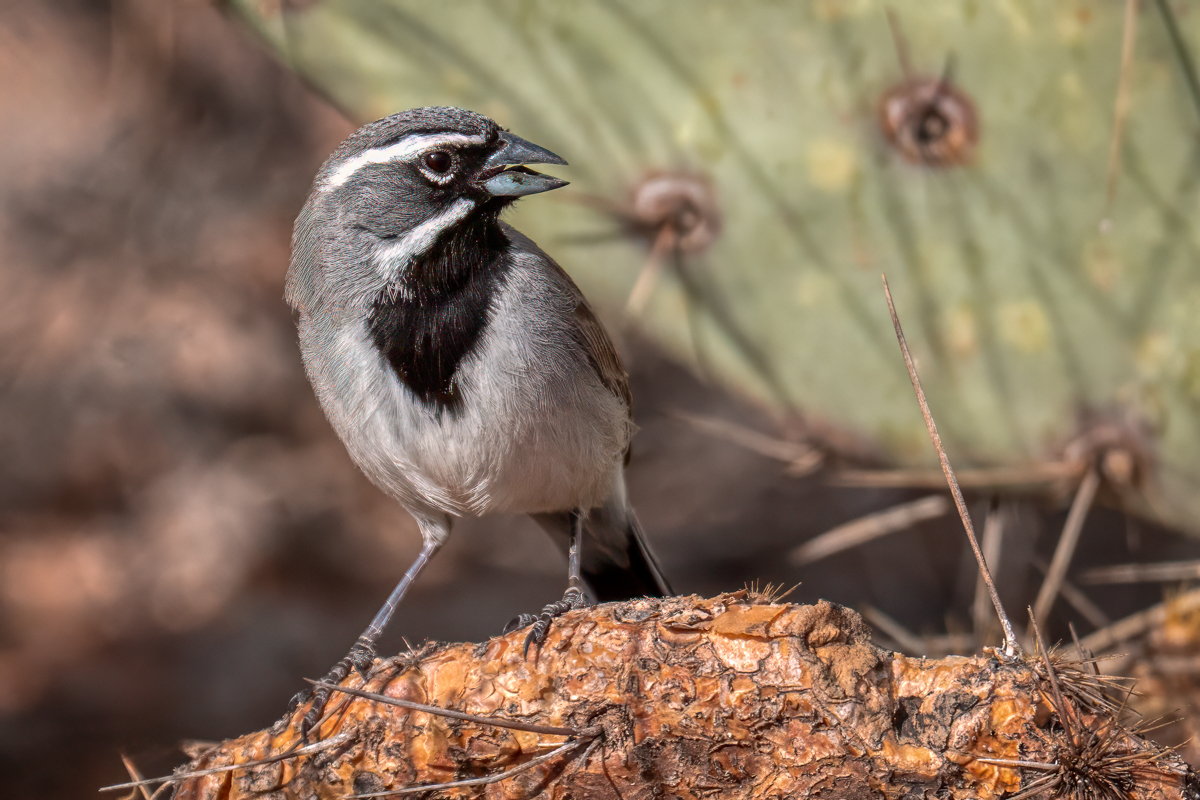 Black-throated Sparrow-05480-Edit.jpg