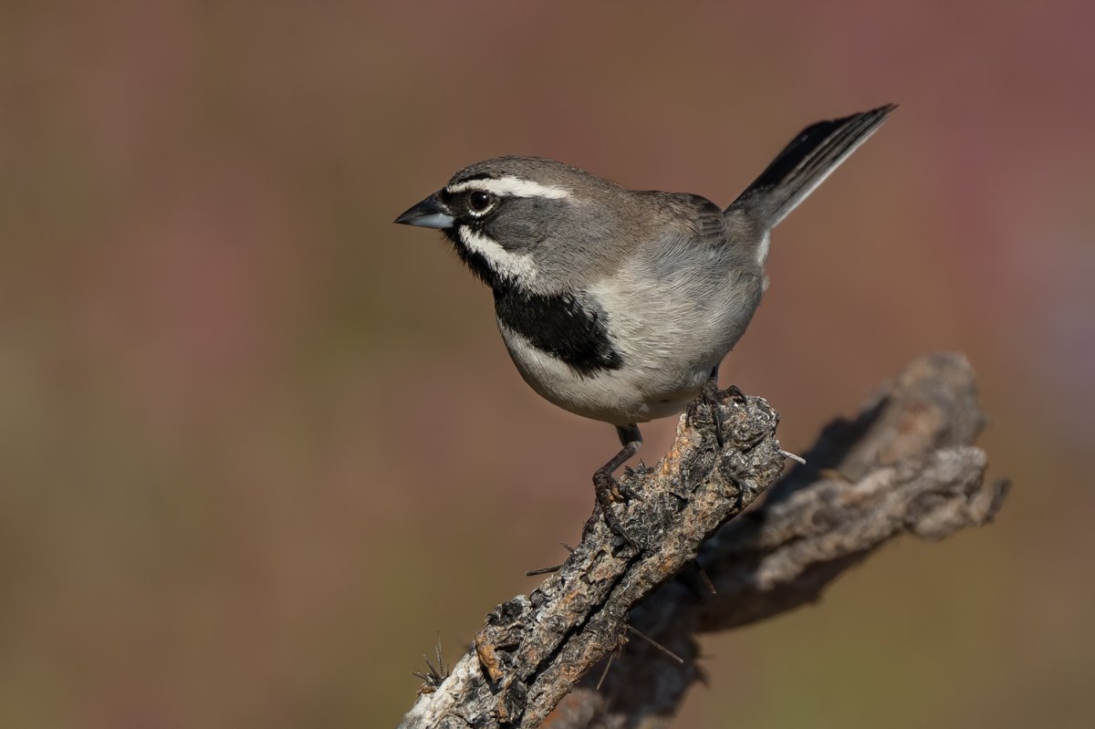 Black-throated sparrow-3320-Edit.jpg