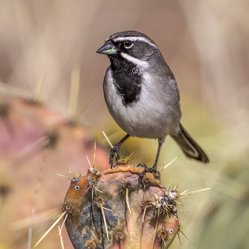 Black-throated Sparrow 800x800.jpg