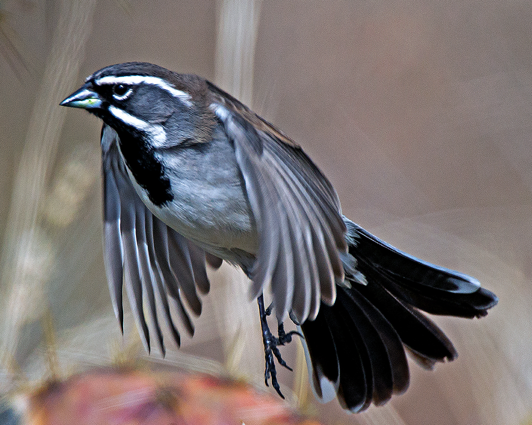 Black-throated Sparrow in flight.jpg