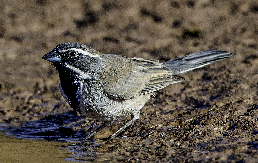 Black-throated Sparrow.jpg