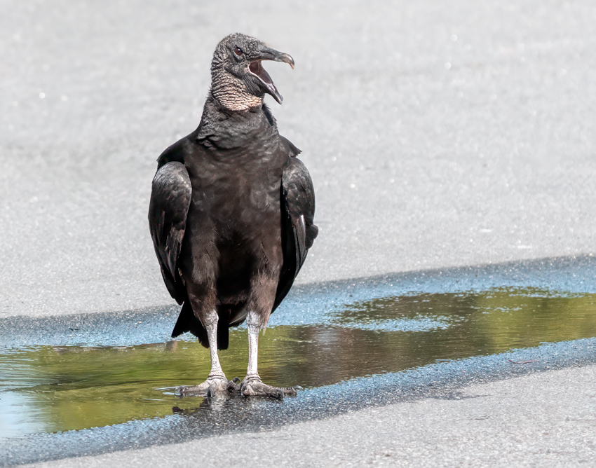 Black Vulture 00404-Edit.jpg