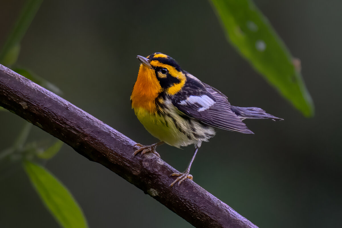 Blackburnian warbler-09674-Edit.jpg