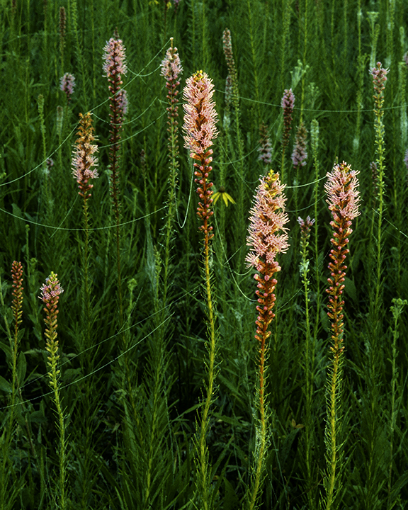 Blazing Star with webs.jpg