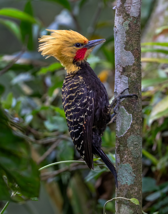 Blond-crested Woodpecker- 08144-Edit-2.jpg