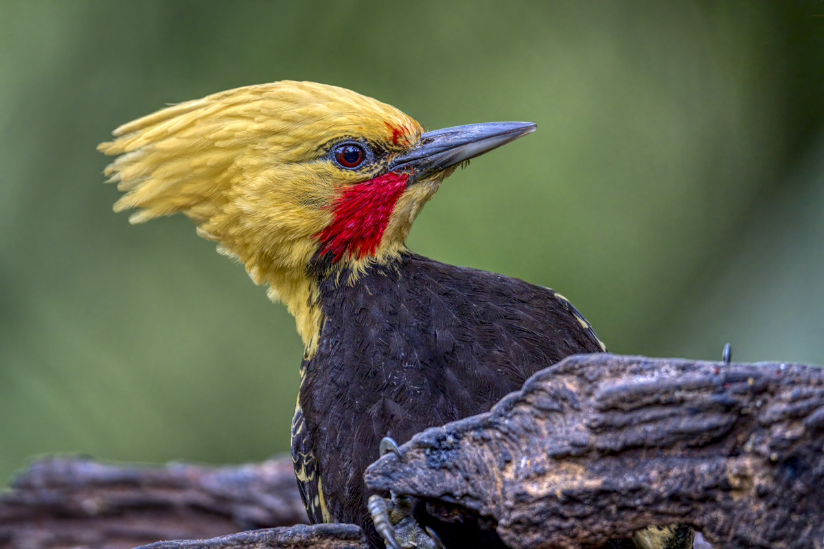 Blond-crested Woodpecker.jpg