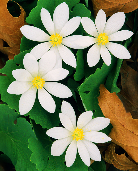 BLOODROOT  final.jpg