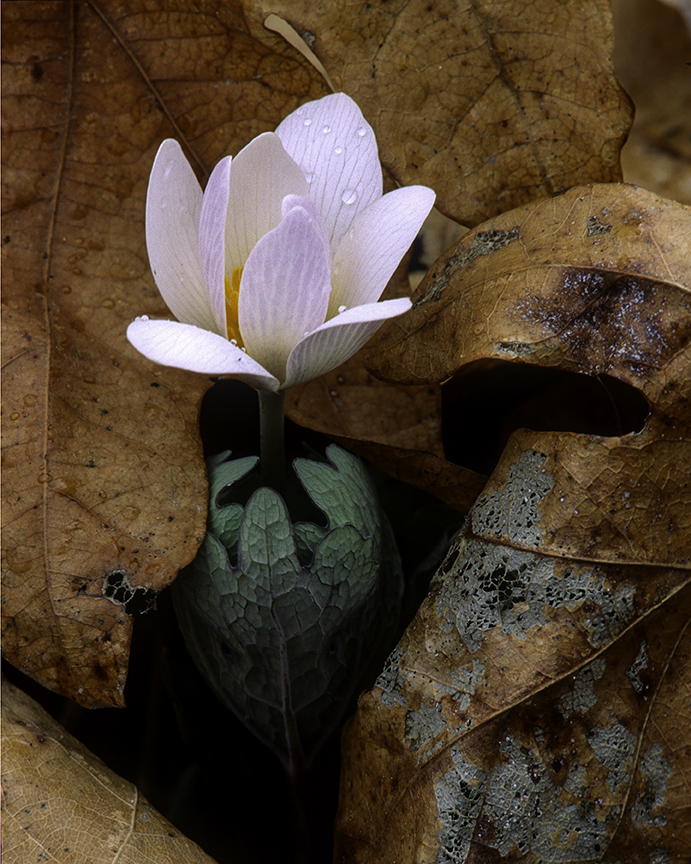 Bloodroot II.jpg