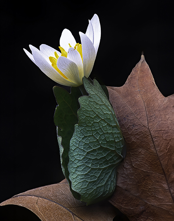 Bloodroot.jpg